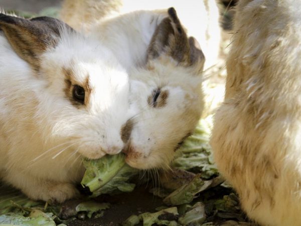 Что едят кролики