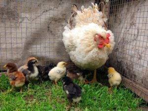 Цыплята в первые дни жизни