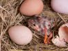 Инкубация цесариных яиц