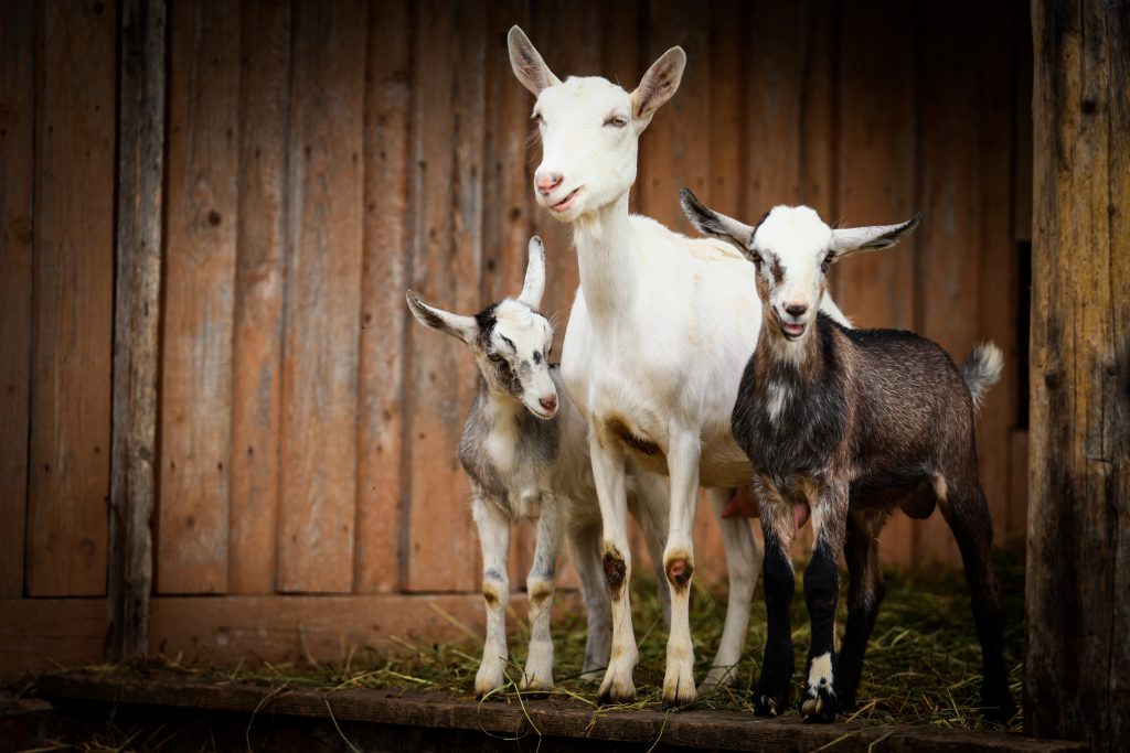 Где держать коз и чем кормить в домашних условиях?