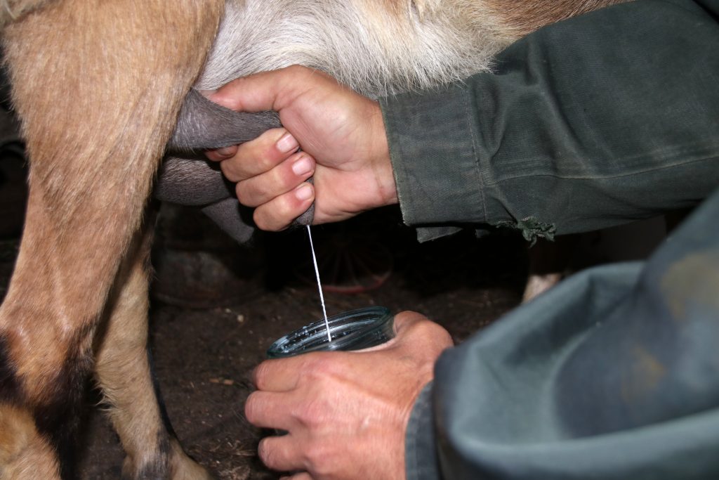 Как доить козу руками