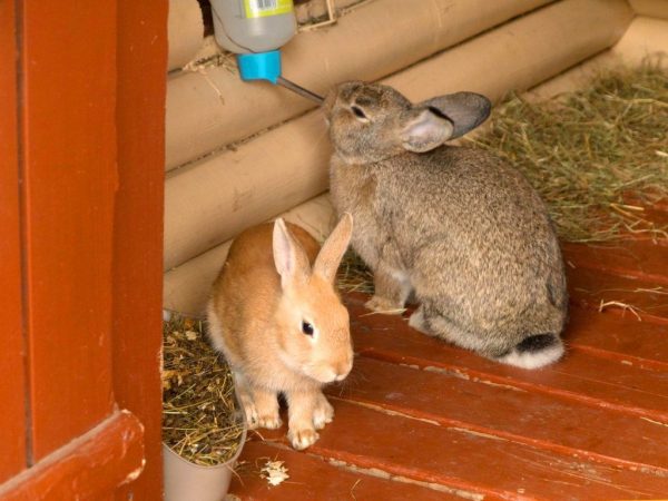 Помещение для кроликов: оптимальный размер и как сделать самостоятельно