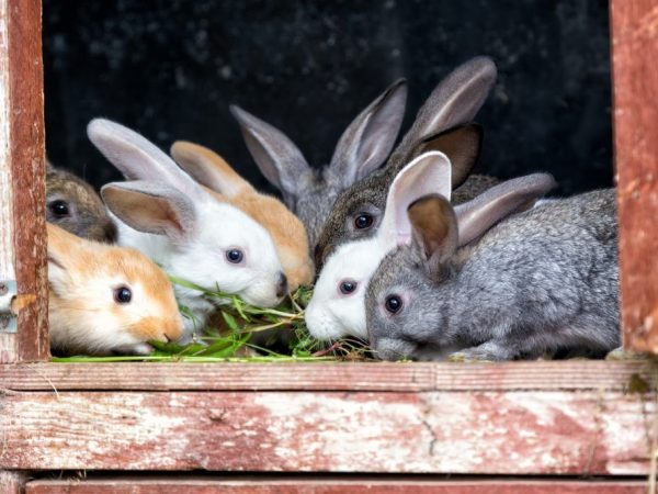 Выбор травы для кроликов