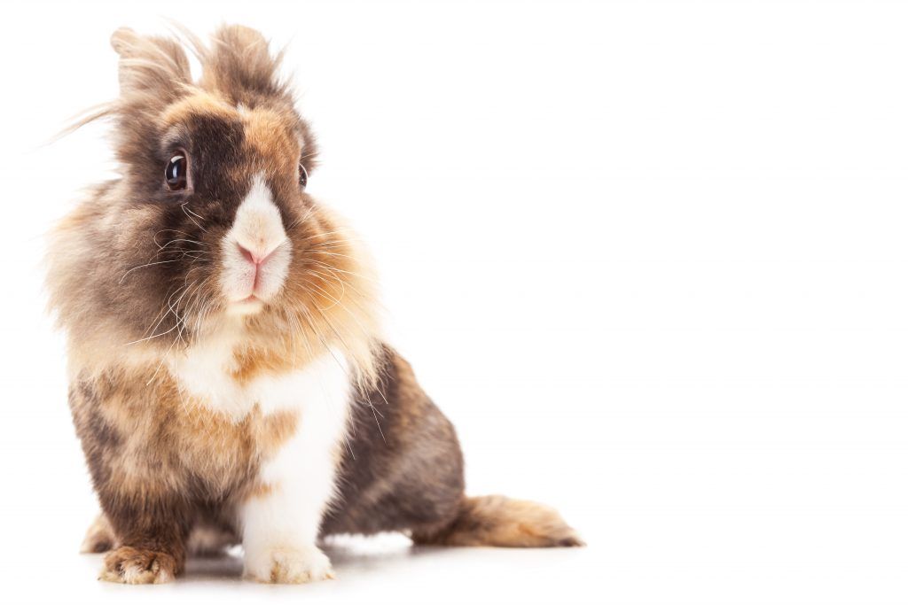 Карликовый кролик: фото, уход и содержание в домашних условиях, отзывы. Размеры, виды карликовых кроликов. Сколько живут карликовые кролики?