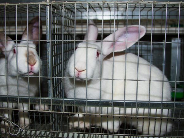 Клетки для кроликов своими руками