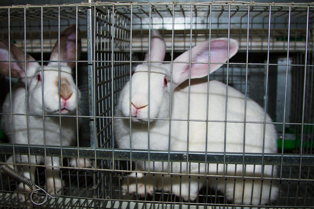Купить комплектующие чтобы сделать клетки для кроликов своими руками - Большой фермер