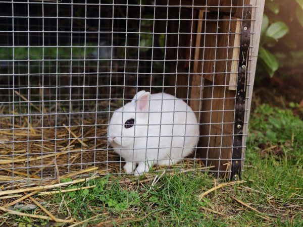 Как построить клетку для кроликов самостоятельно