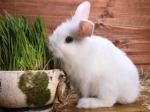 Кокцидиостатики для кроликов