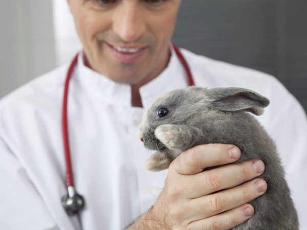 При заболевании кролика нужно обратиться к ветеринару