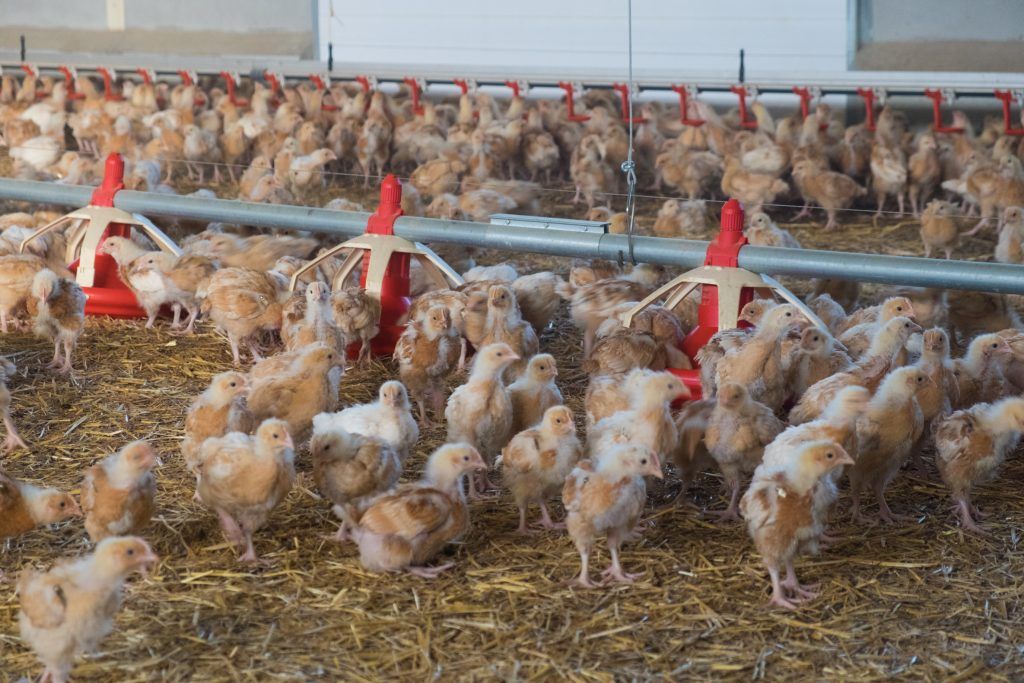 Условия для содержания цыплят в первые недели