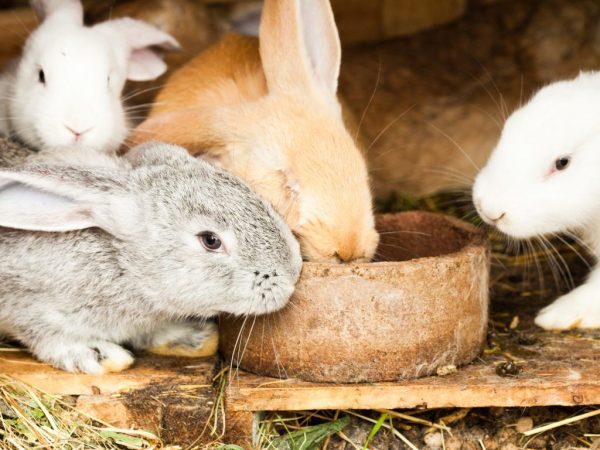 Основные виды и требования к кормушкам для кроликов, их изготовление своими руками