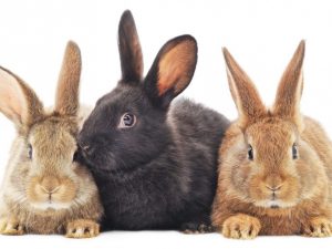 Как правильно содержать крольчих и ухаживать за ними