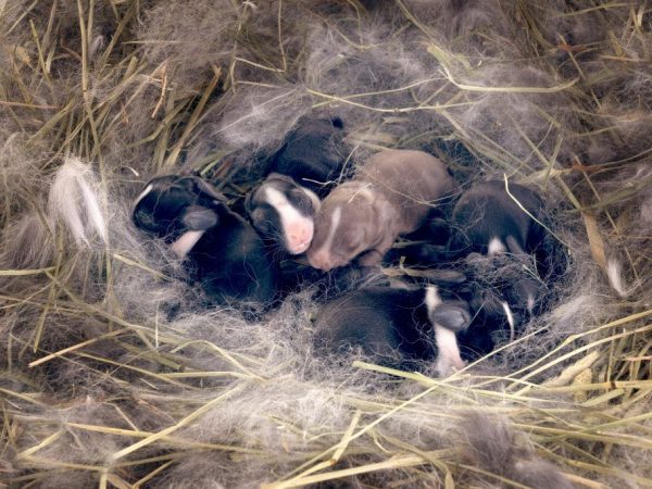 Кормление новорожденных крольчат