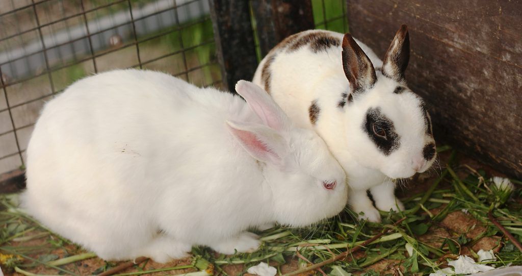 Что делать если кролик чихает