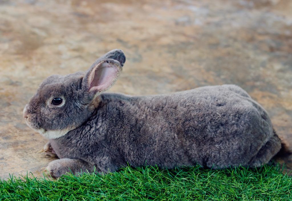 Кролик серый великан: фото породы, основные особенности