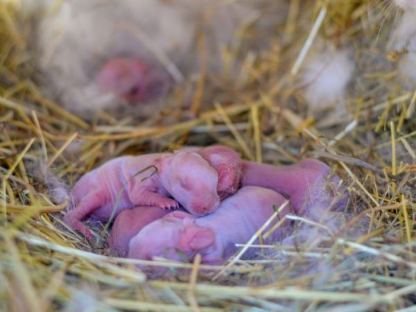 Новорожденные кролики