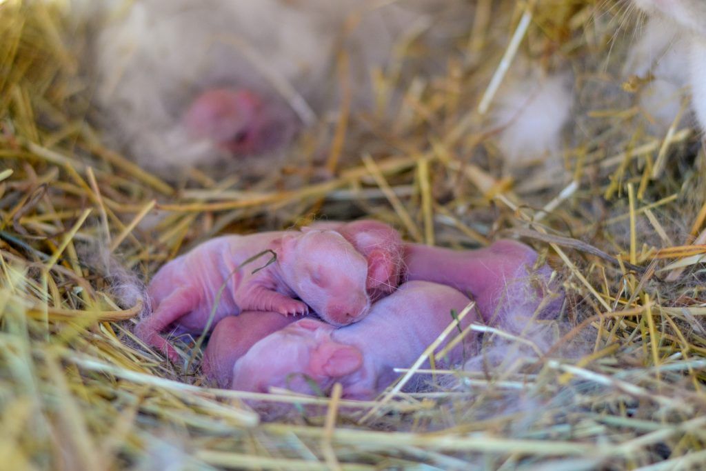 Зайчонок родившийся весной. Новорожденные крольчата. Новороженныекрольчата. Новорожденные зайцы.