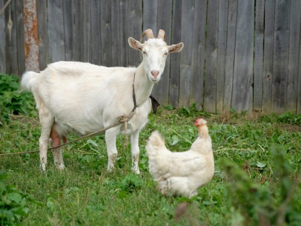 Поведение беременной козы отличается