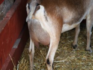 Причины возникновения отека вымени у коз