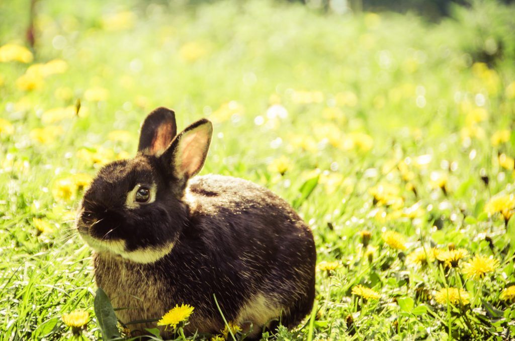 Почему у кроликов отнимаются задние лапы