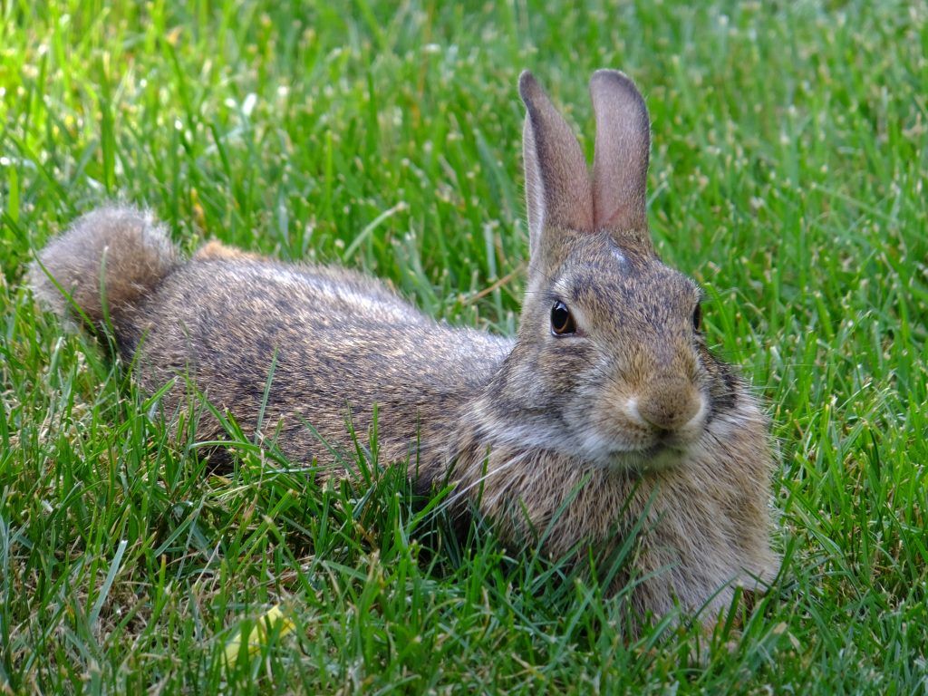 Вес кролика: крупногабаритные породы и их вес по месяцам