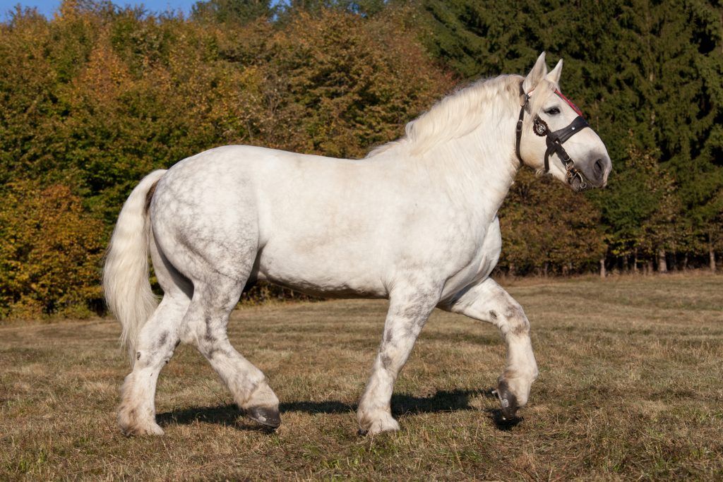 Порода лошадей першерон: описание породы ее размеры ( фото и видео)