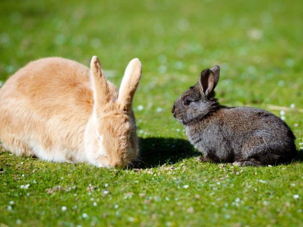 Почему крольчиха съедает своих крольчат