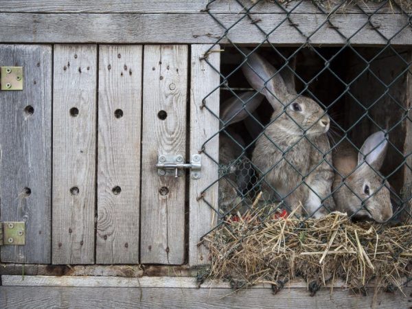 Почему кролики грызут деревянные клетки