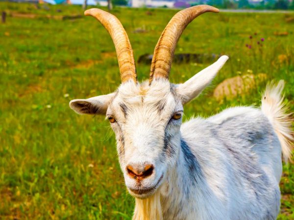 Понос у козы: причины, способы лечения