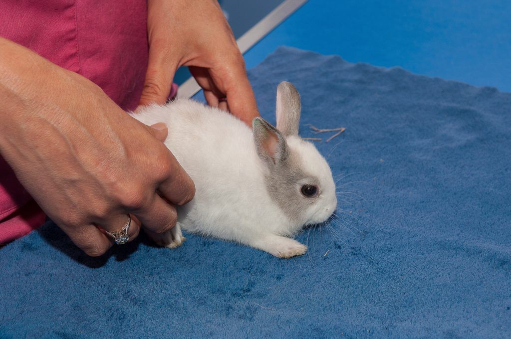 Понос у кроликов причины чем лечить
