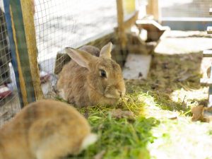 Разведение кроликов дома
