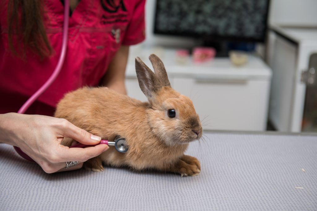 Инфекционный ринит у кроликов описание болезни на сайте Кролиста —  профилактика, симптомы и лечение инфекционного ринита