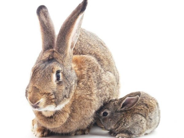 Породы больших и маленьких кроликов