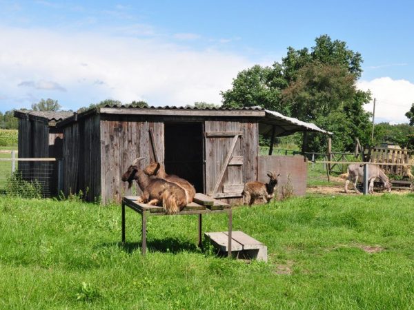 Станок для доения коз: требования, изготовление своими руками