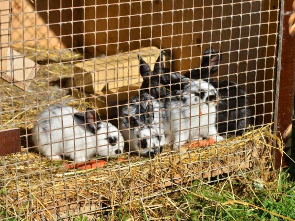 Основные виды и требования к кормушкам для кроликов, их изготовление своими руками