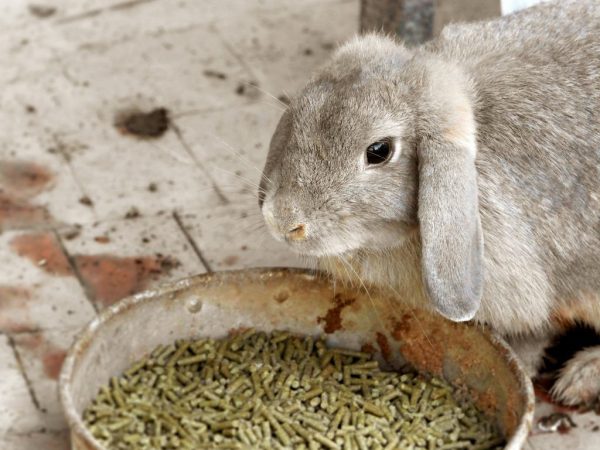 Сколько комбикорма съедает кролик в день