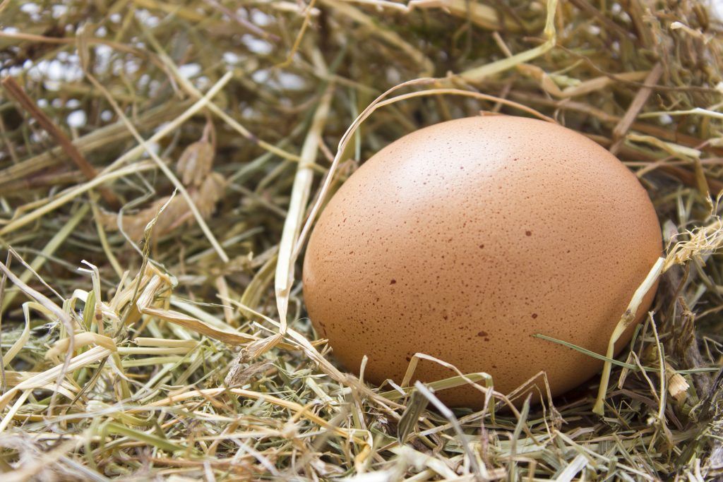 Вес куриной скорлупы. Куры у которых яйца коричневые. Ходит на яйцах. Разбились яйца примета куриные. Яйцо Кристоффель купить.