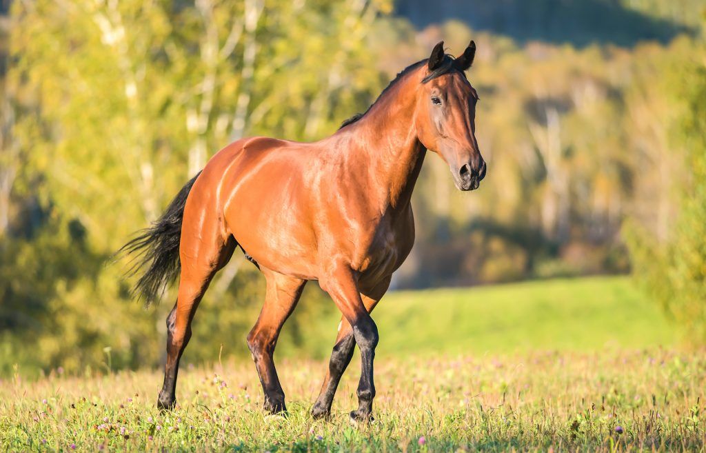 Cколько весит лошадь в среднем как определить вес без весов