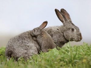Сколько длится беременность крольчихи