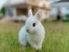 Сколько живут карликовые кролики