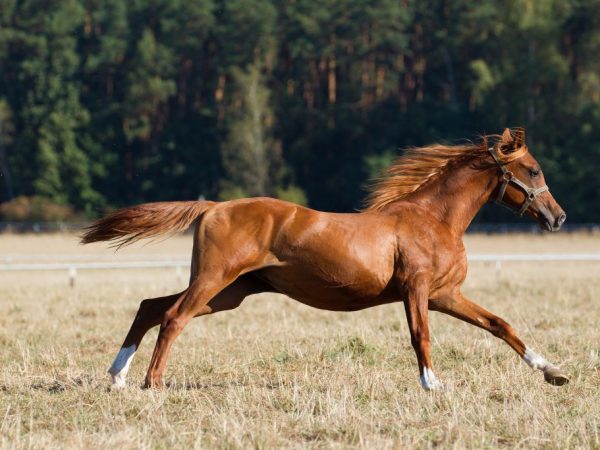 Скорость лошади