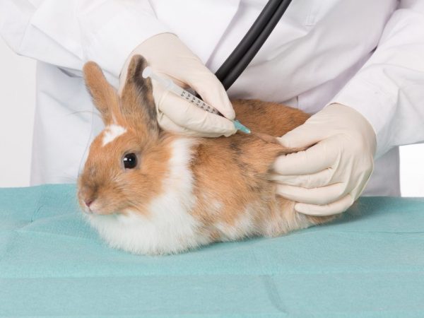 Антибиотики для лечения кроликов