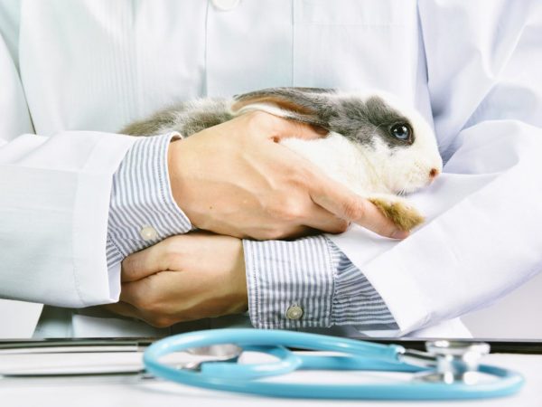 Подготовка кролика к лечению