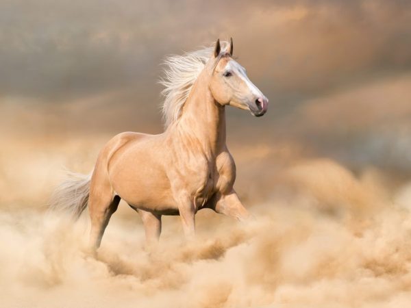 Соловая масть лошади