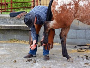 Уход и содержание лошадей в домашних условиях