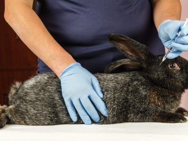 Вакцина кроликам от миксоматоза и ВГБК