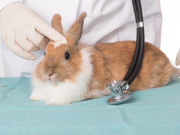 Профилактика и лечение кроликов