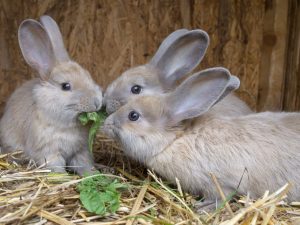 Разведение Выращивание кроликов в домашних условиях