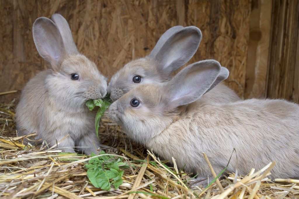Выращивание кроликов в домашних условиях
