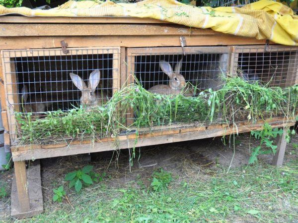 Система обеспечения комфорта для кролей